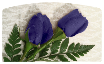 DACRO-055 2 Roses Purple